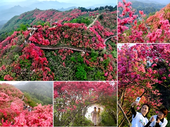 映山红“点燃”太平山