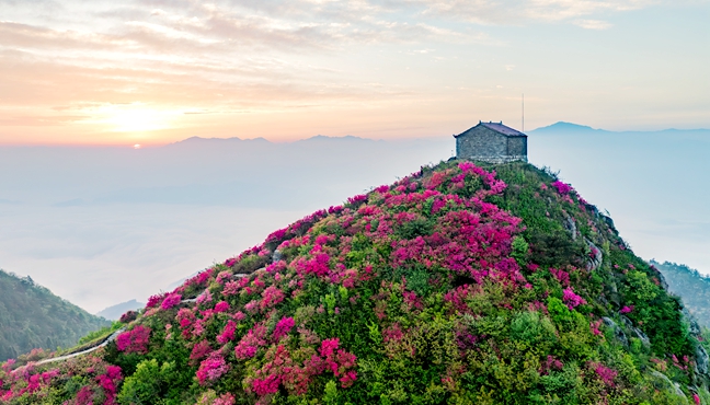 五峰杜鹃别样红